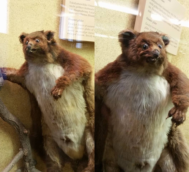 Imagen: Crap Taxidermy